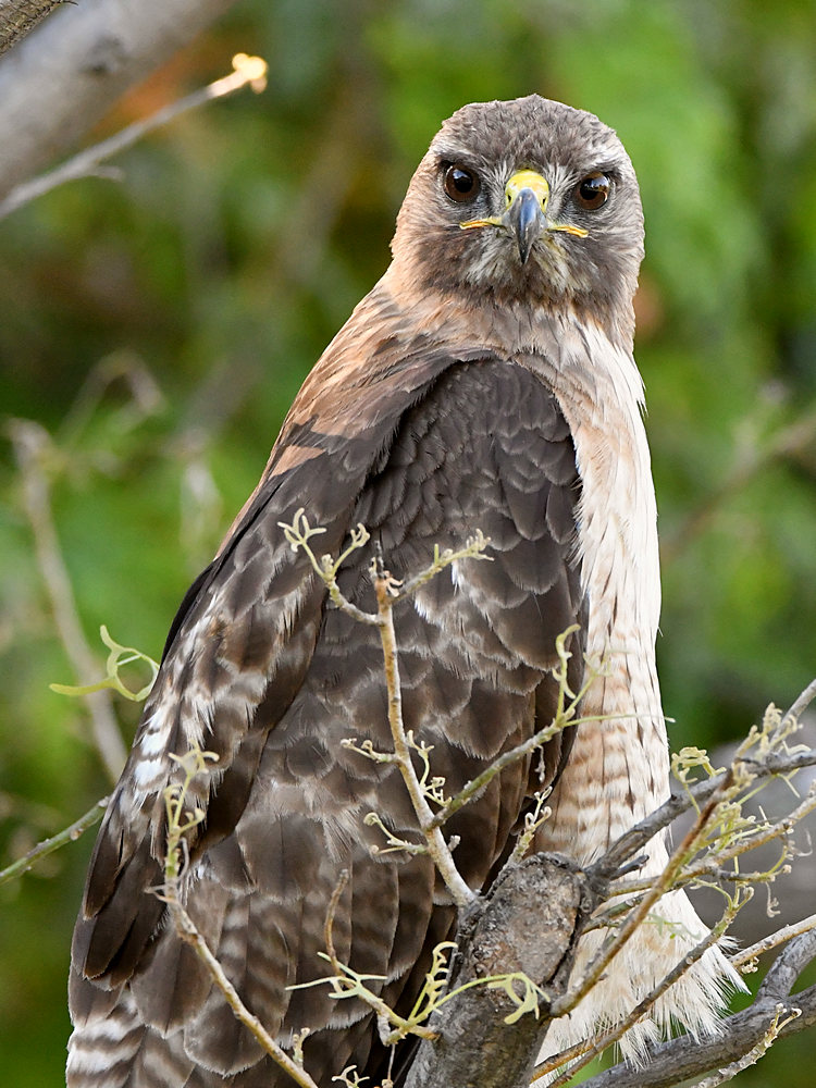 Hawk29.jpg