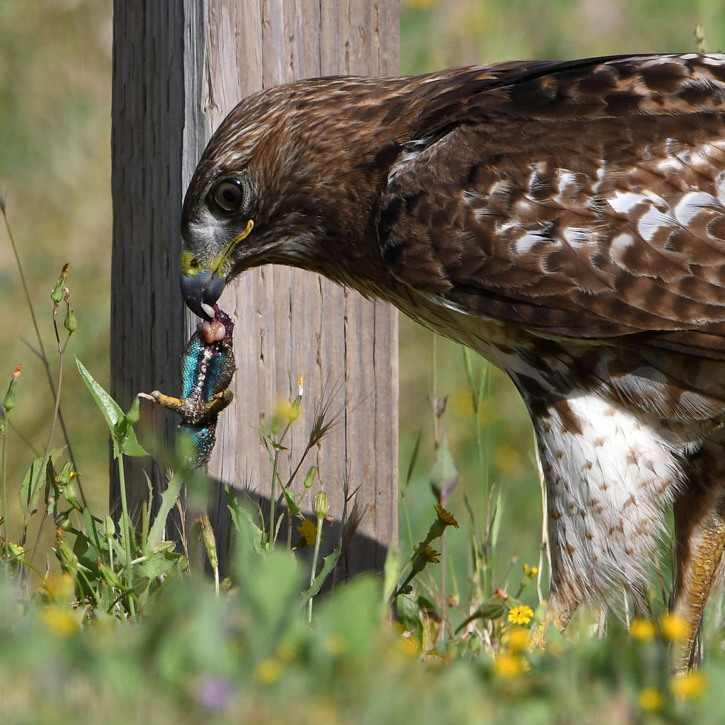 Hawk29.jpg