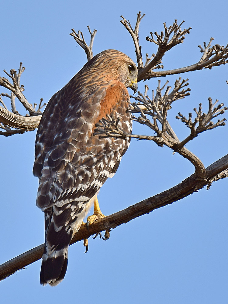 Hawk2_2015_03_16.jpg
