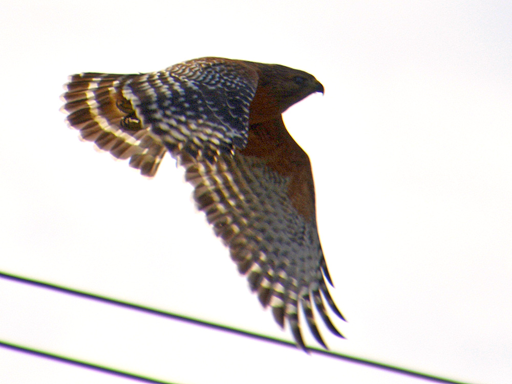 Hawk3.jpg