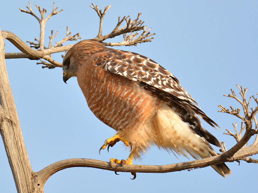 Hawk3.jpg