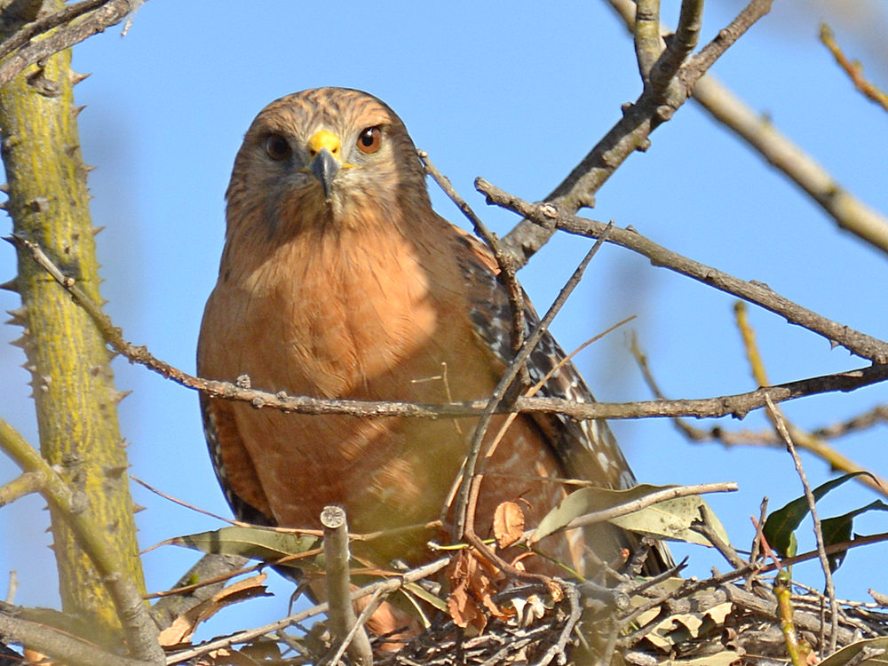 Hawk3.jpg