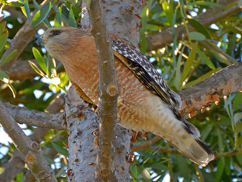 Hawk3.jpg