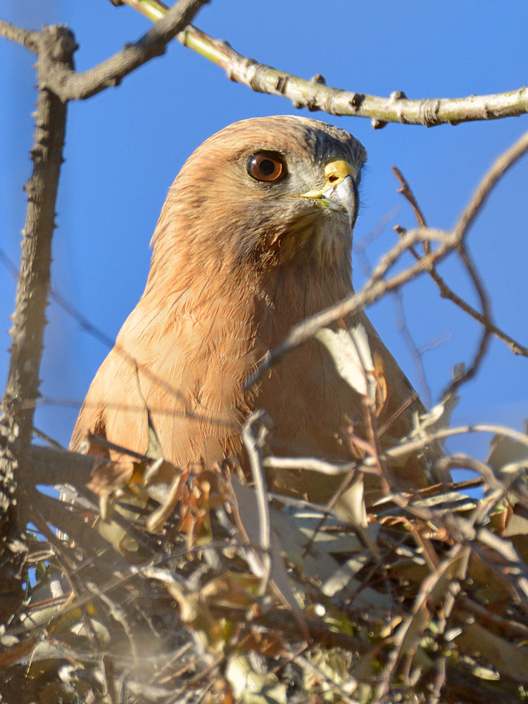 Hawk3.jpg