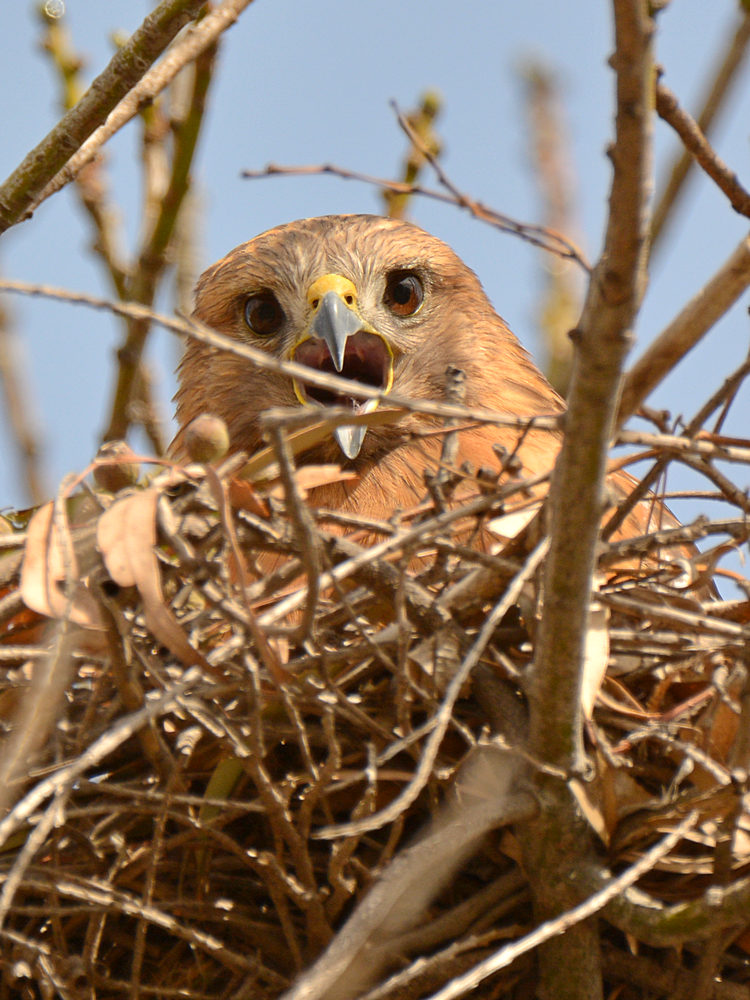 Hawk3.jpg