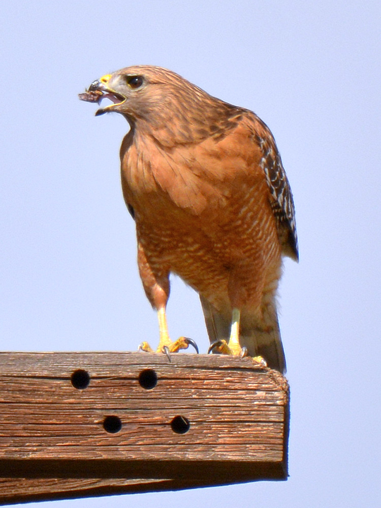 Hawk3.jpg