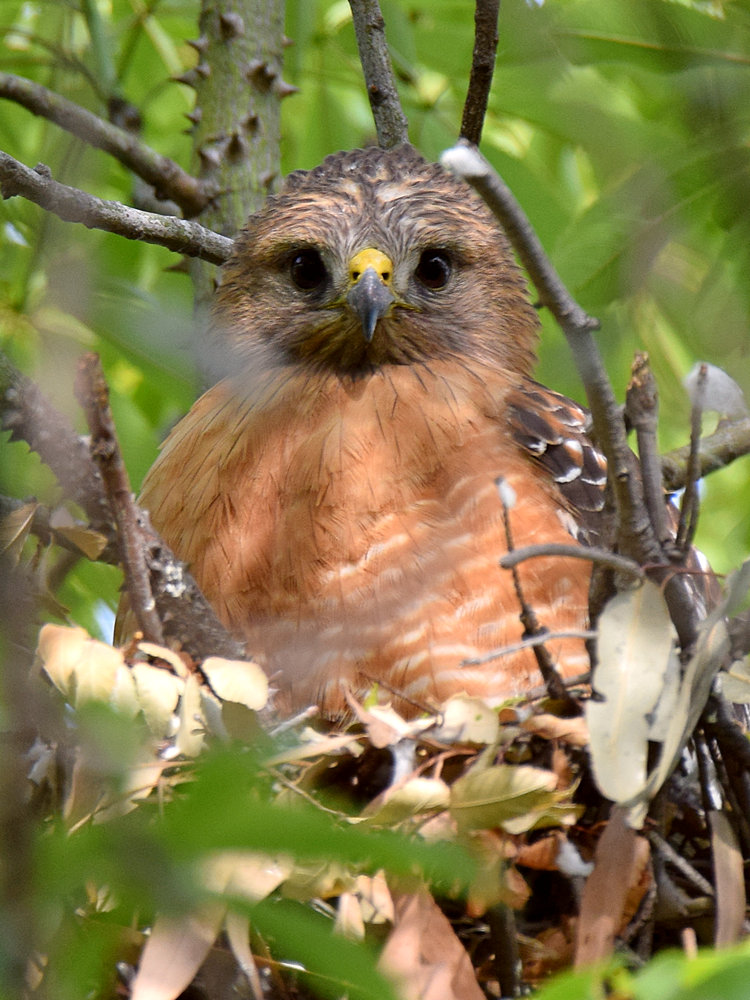Hawk3.jpg