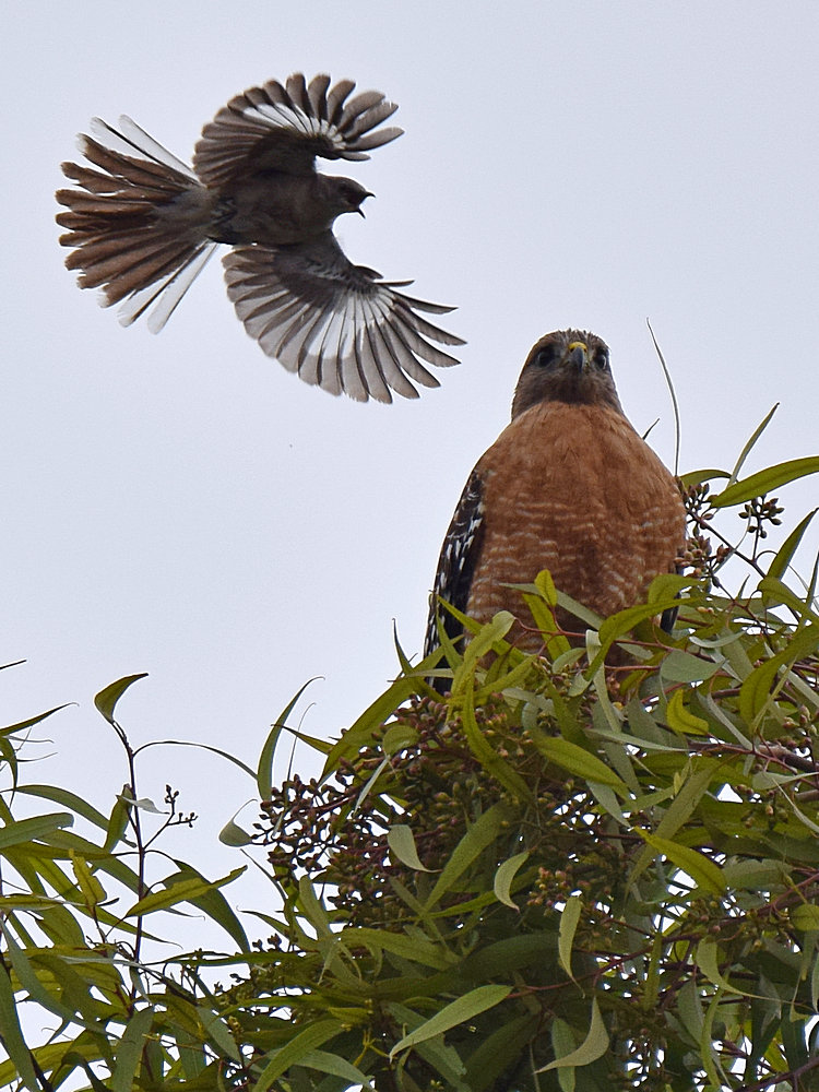 Hawk3.jpg