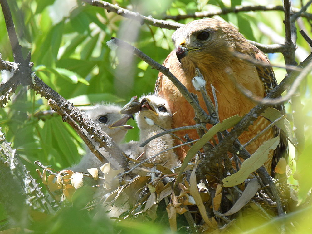 Hawk3.jpg