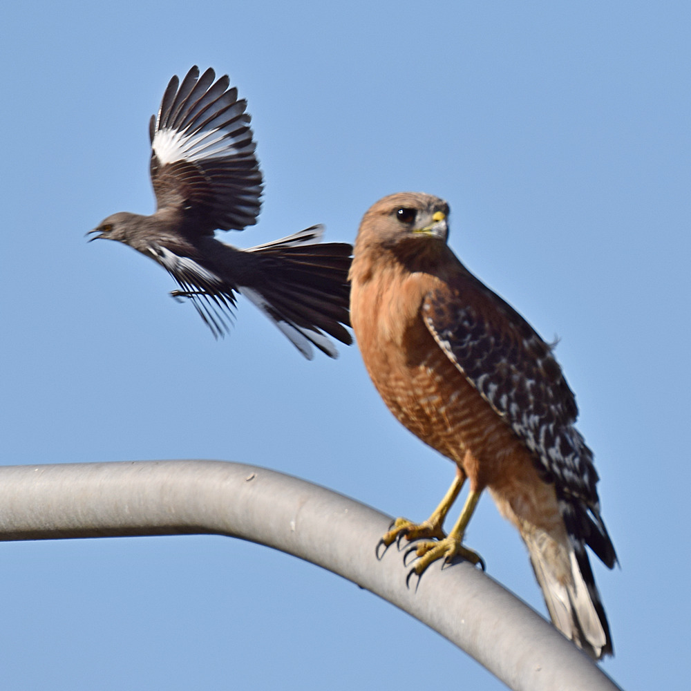 Hawk3.jpg