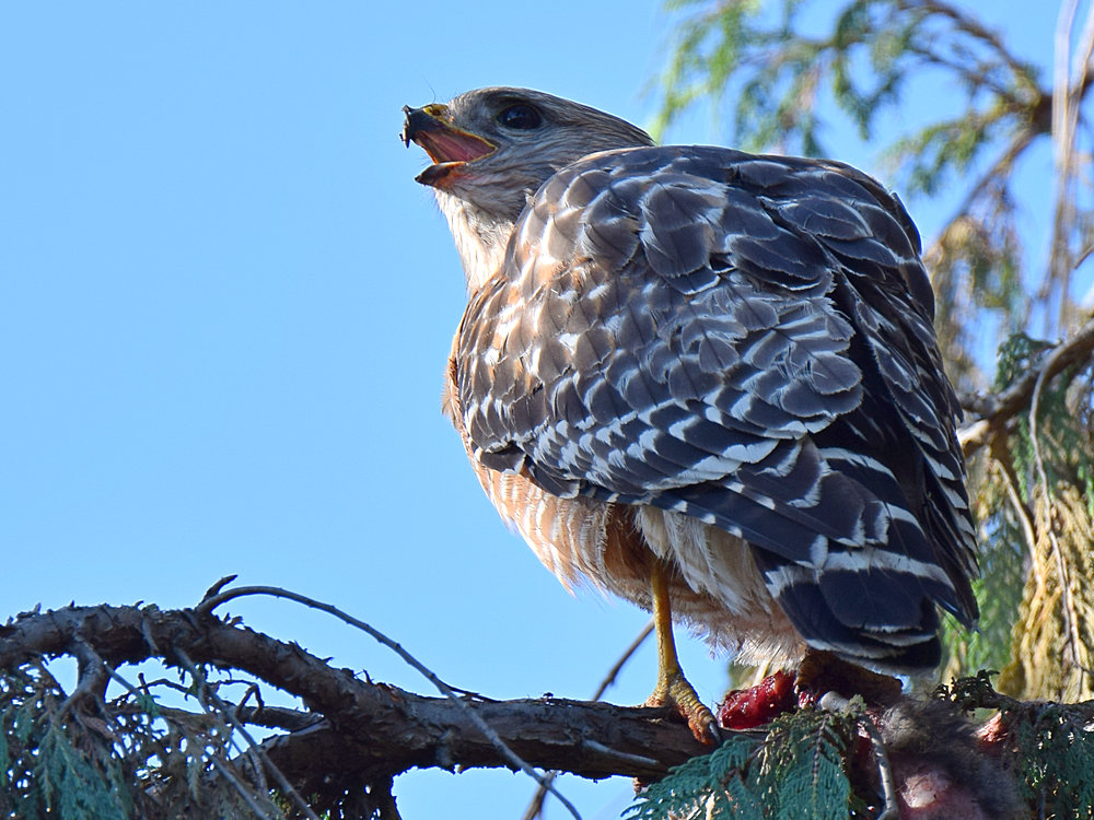 Hawk3.jpg
