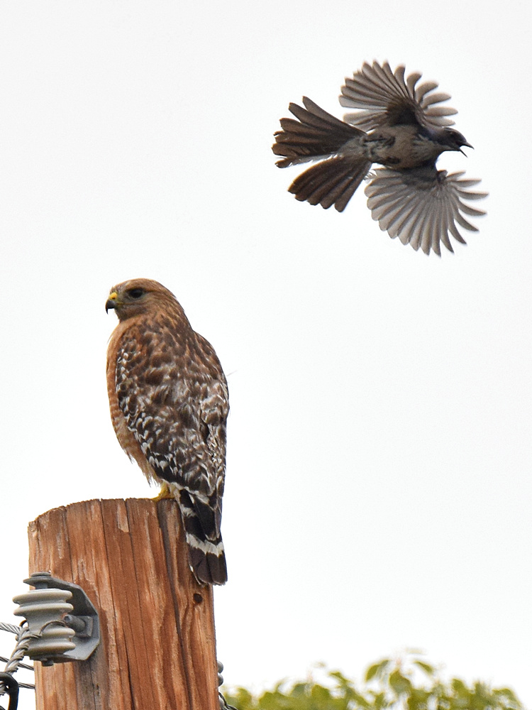 Hawk3.jpg
