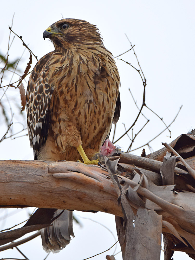 Hawk3.jpg