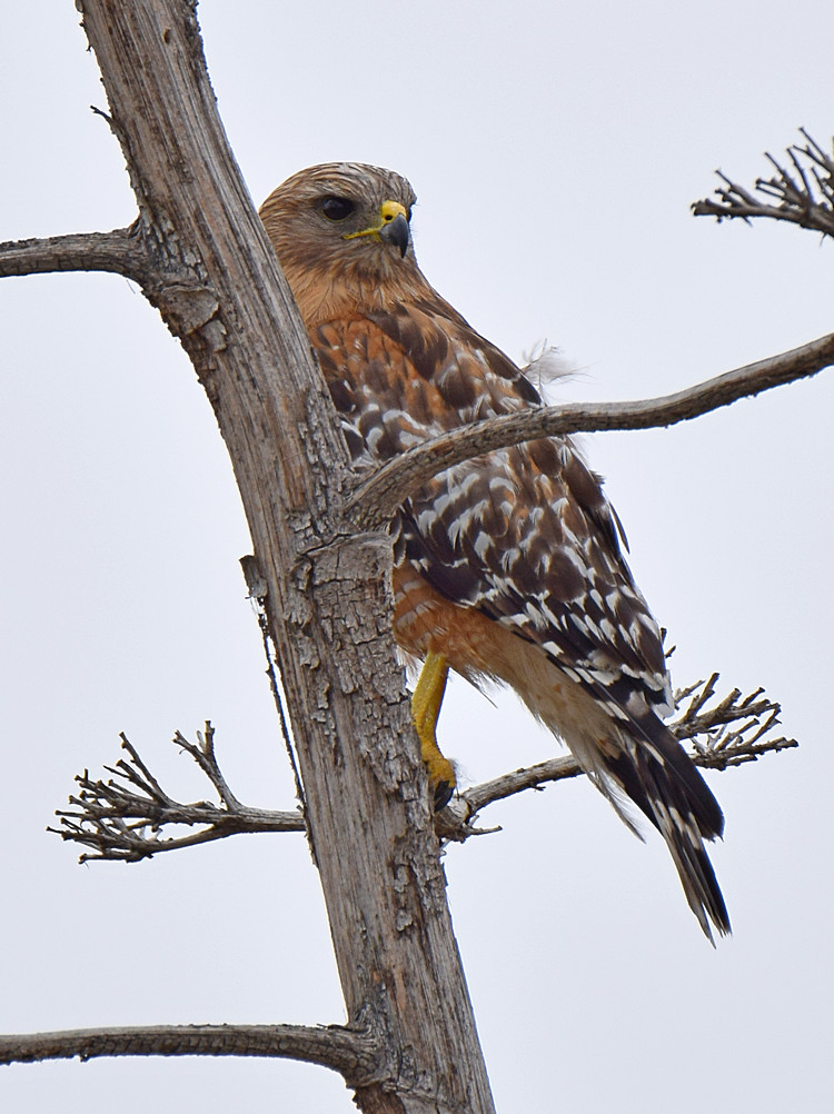 Hawk3.jpg