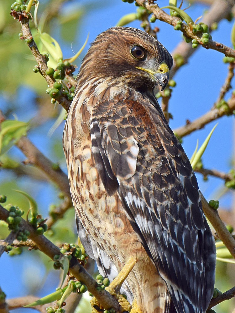 Hawk3.jpg