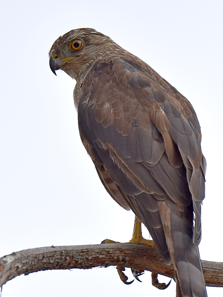 Hawk3.jpg