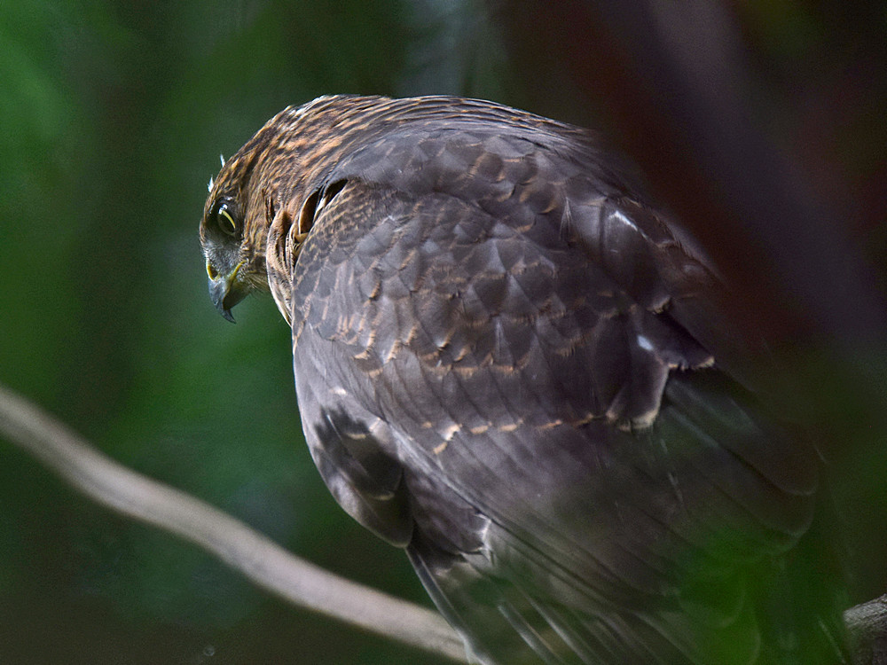 Hawk3.jpg