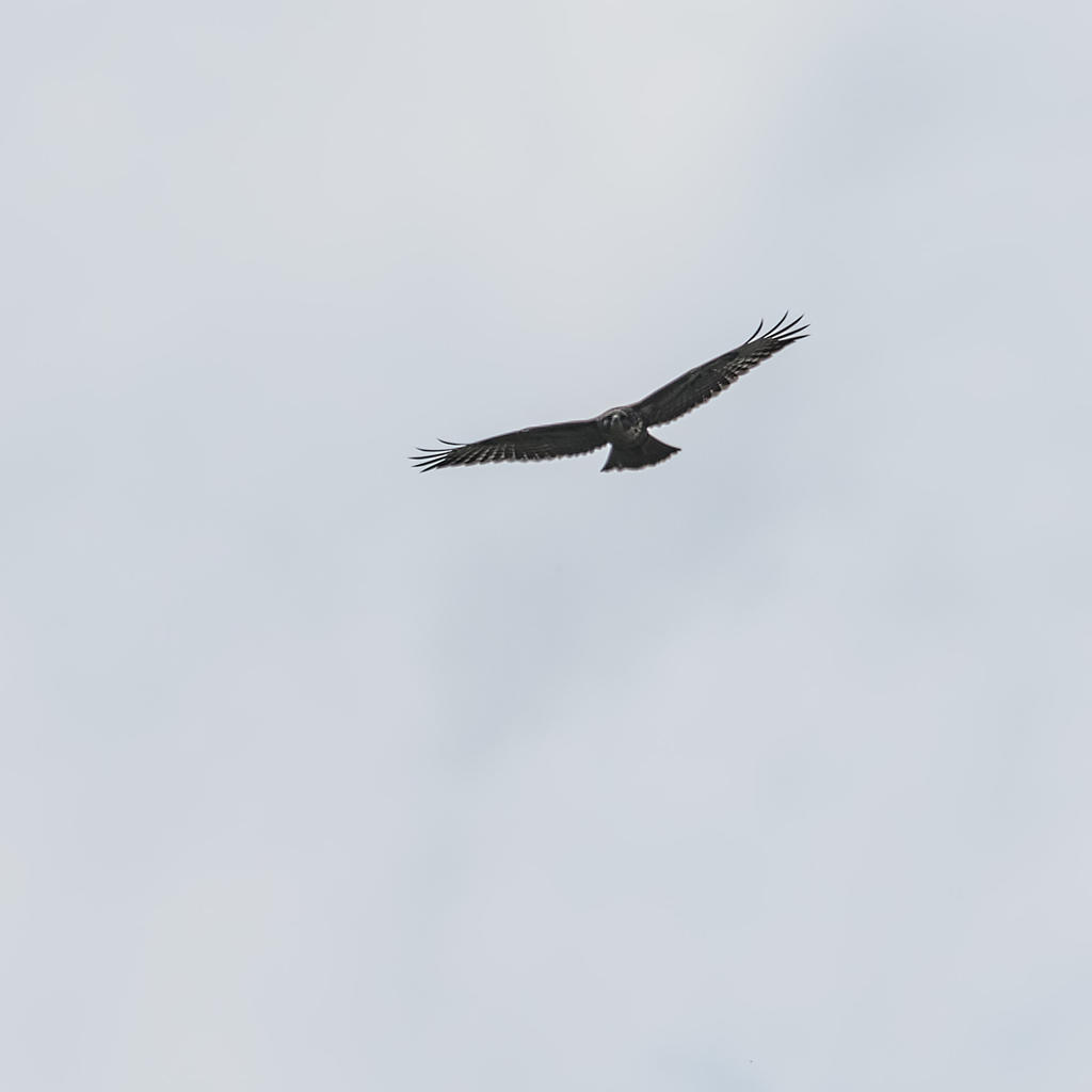 Hawk3.jpg