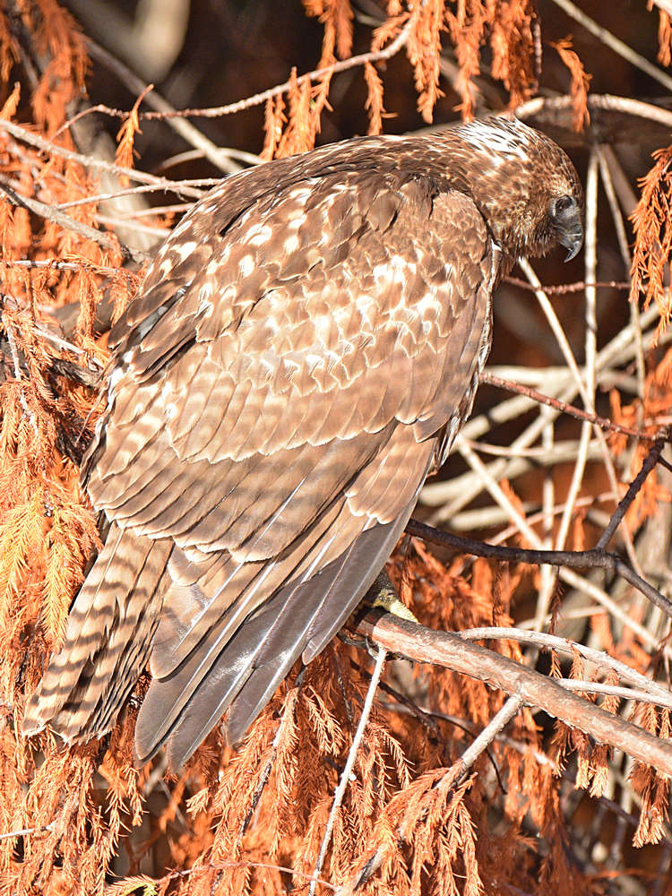 Hawk3.jpg