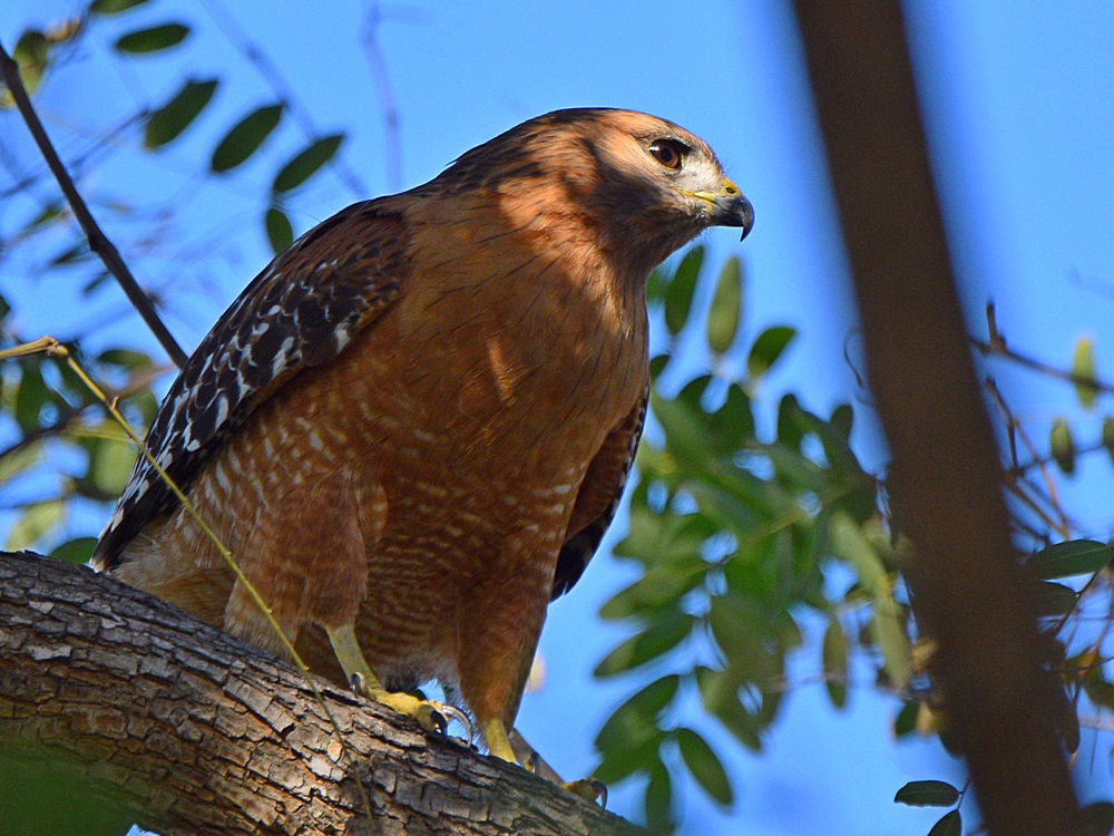 Hawk3.jpg
