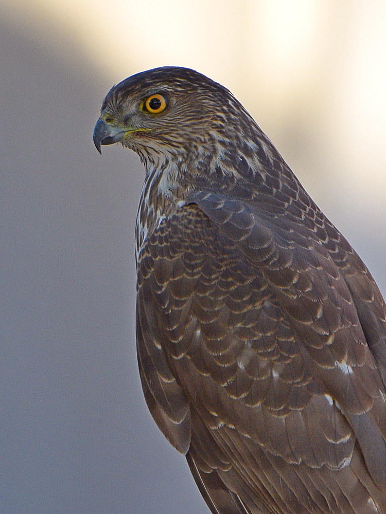 Hawk3.jpg