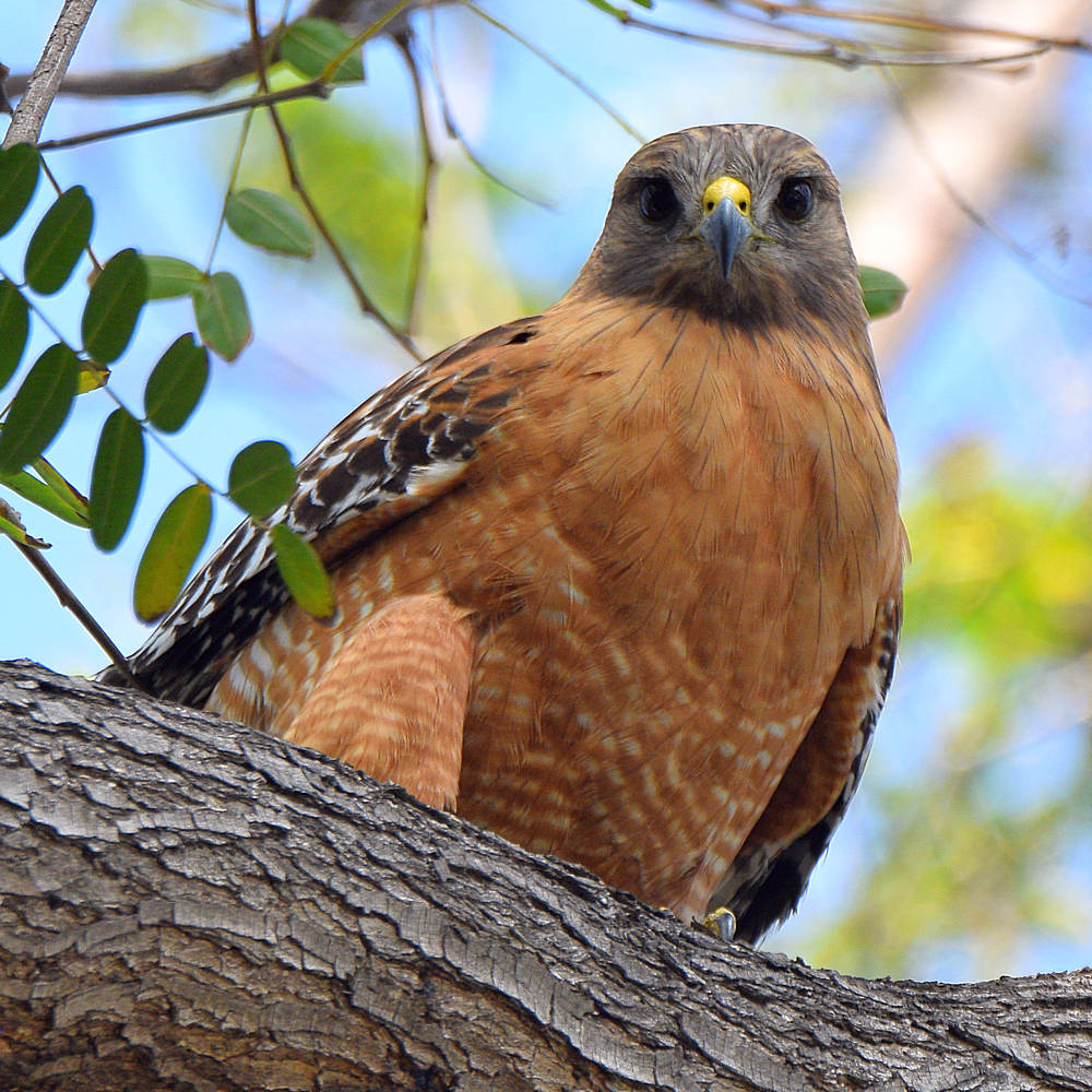 Hawk3.jpg