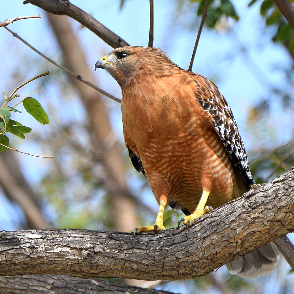 Hawk3.jpg
