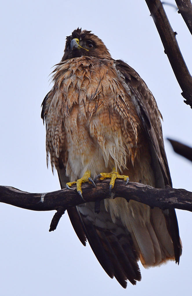 Hawk3.jpg
