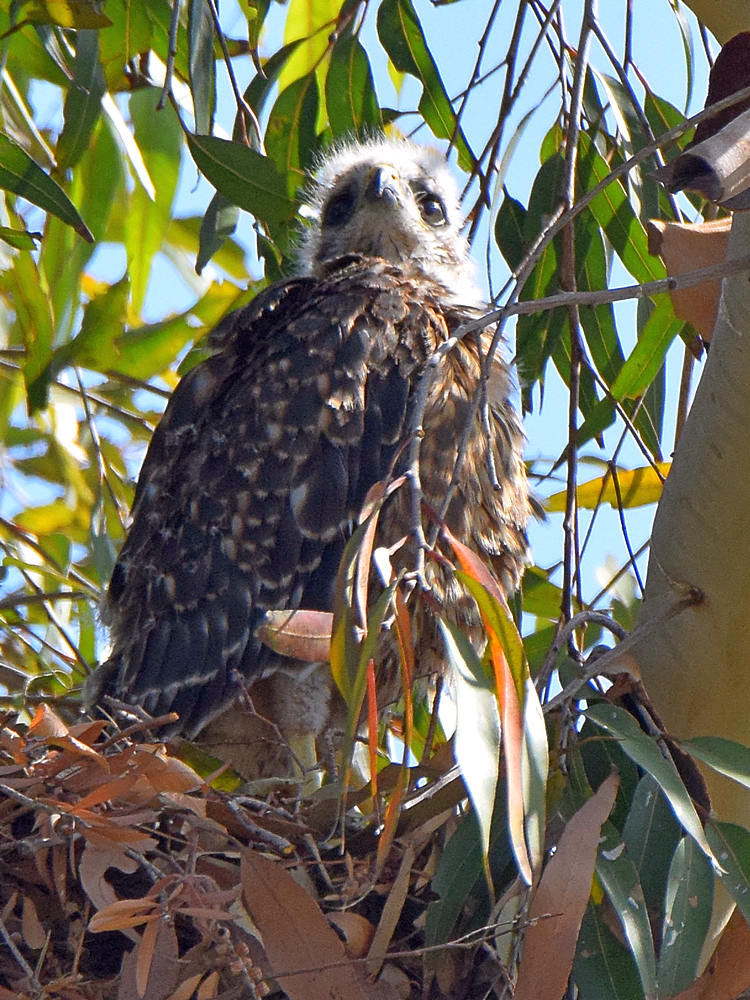 Hawk3.jpg