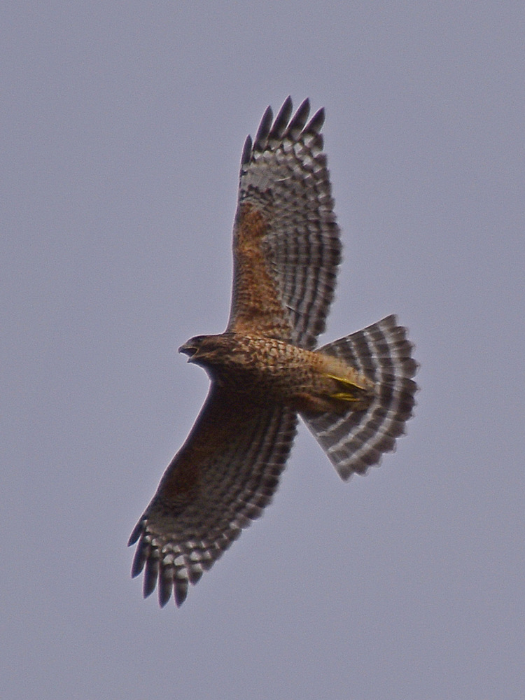 Hawk3.jpg