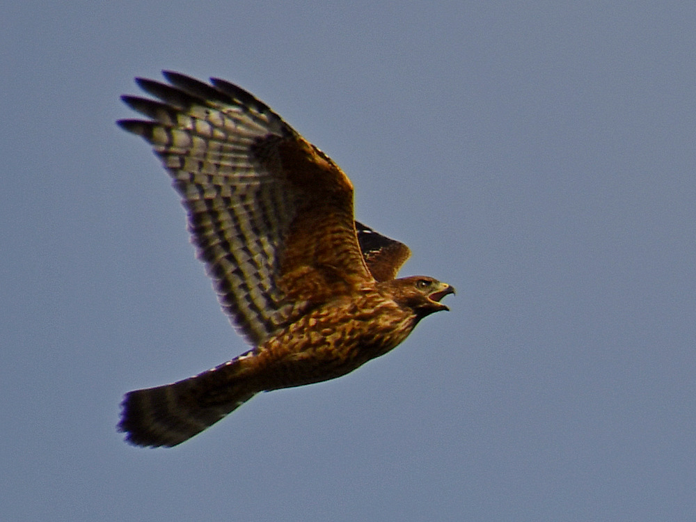 Hawk3.jpg