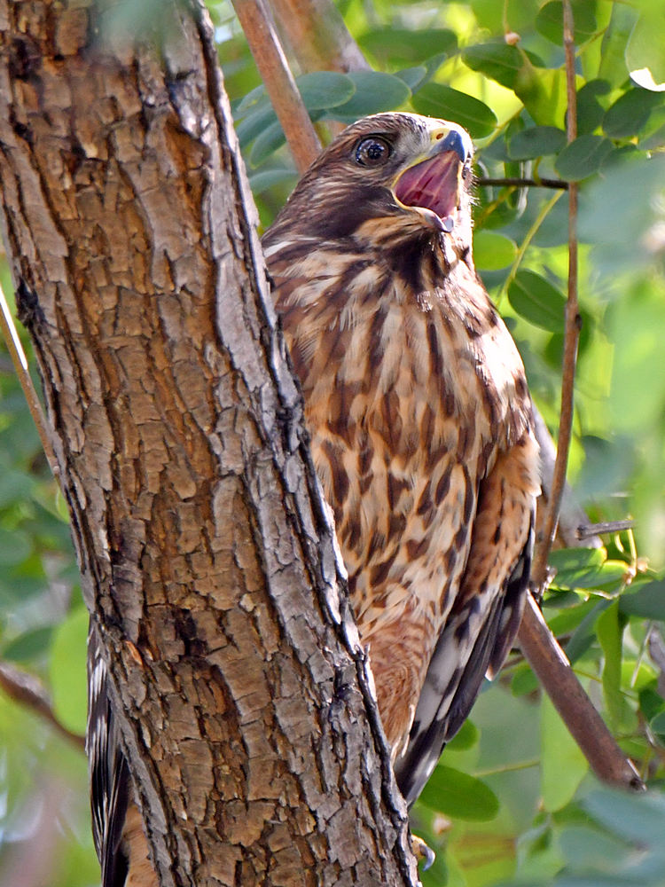Hawk3.jpg