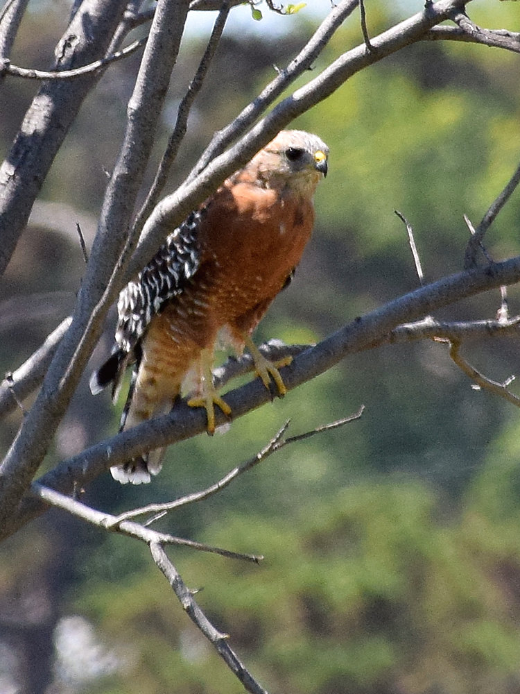 Hawk3.jpg