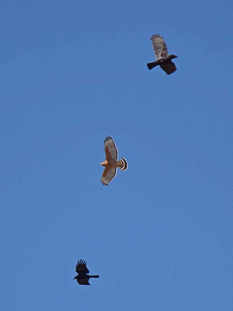 Hawk3.jpg