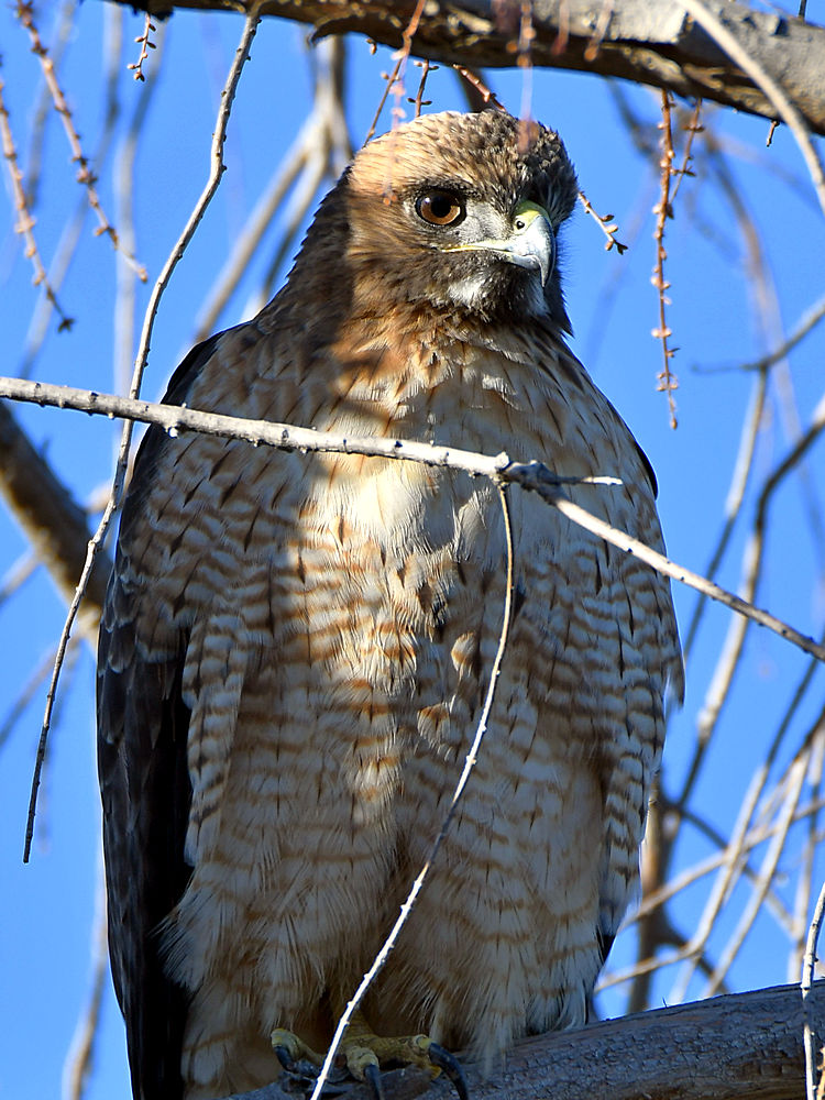 Hawk3.jpg