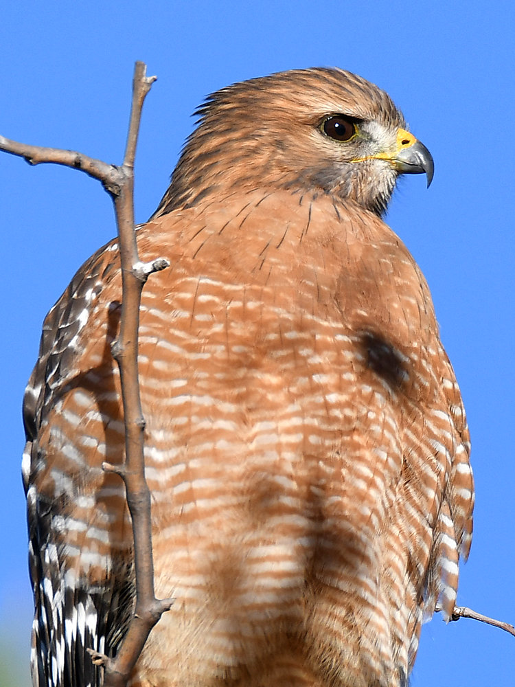 Hawk3.jpg