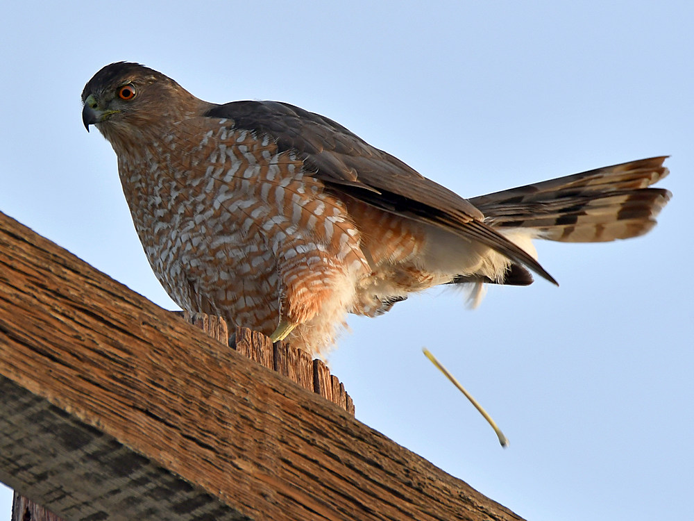 Hawk3.jpg