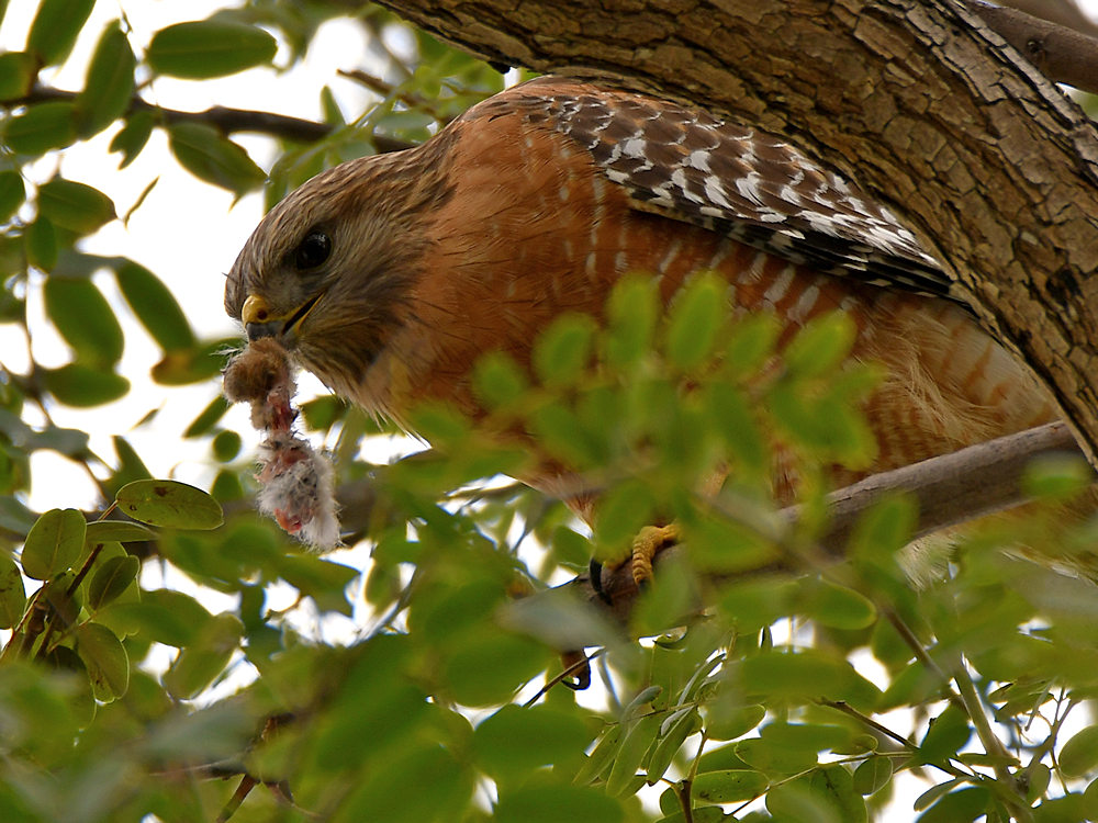 Hawk3.jpg