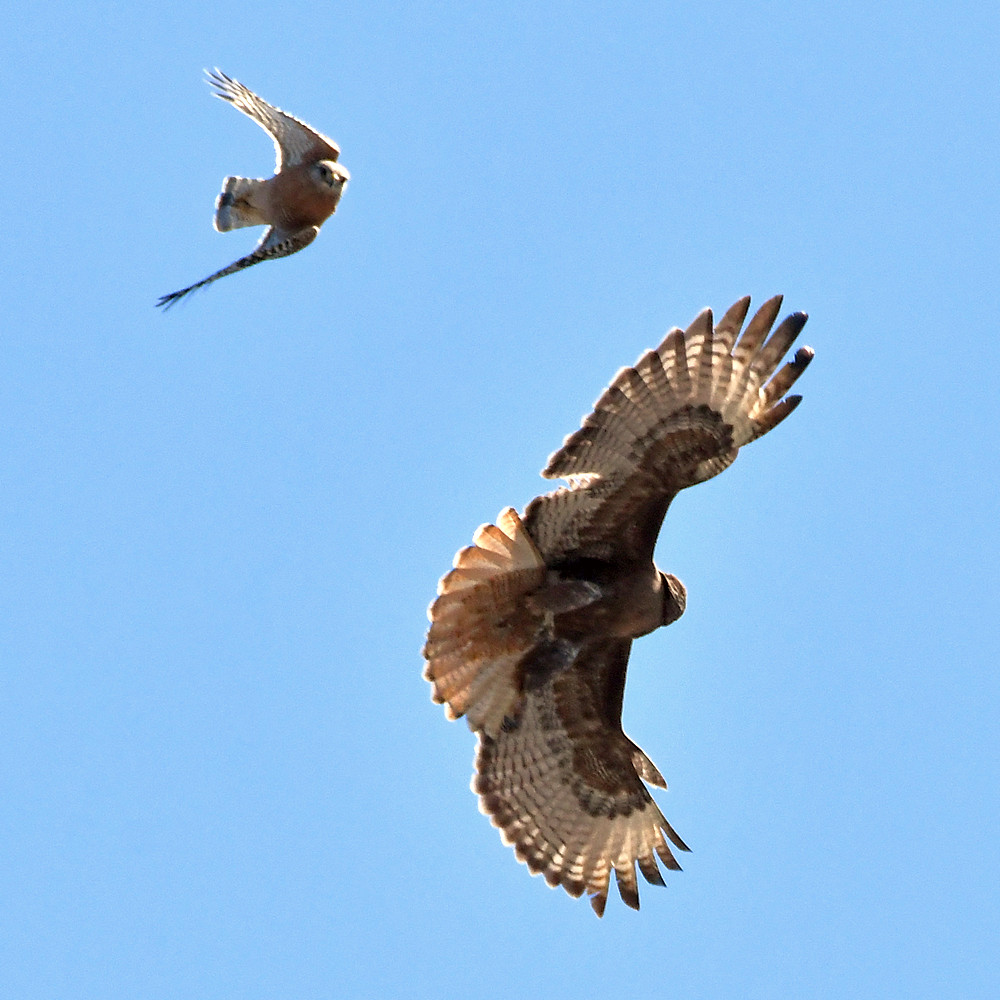 Hawk3.jpg
