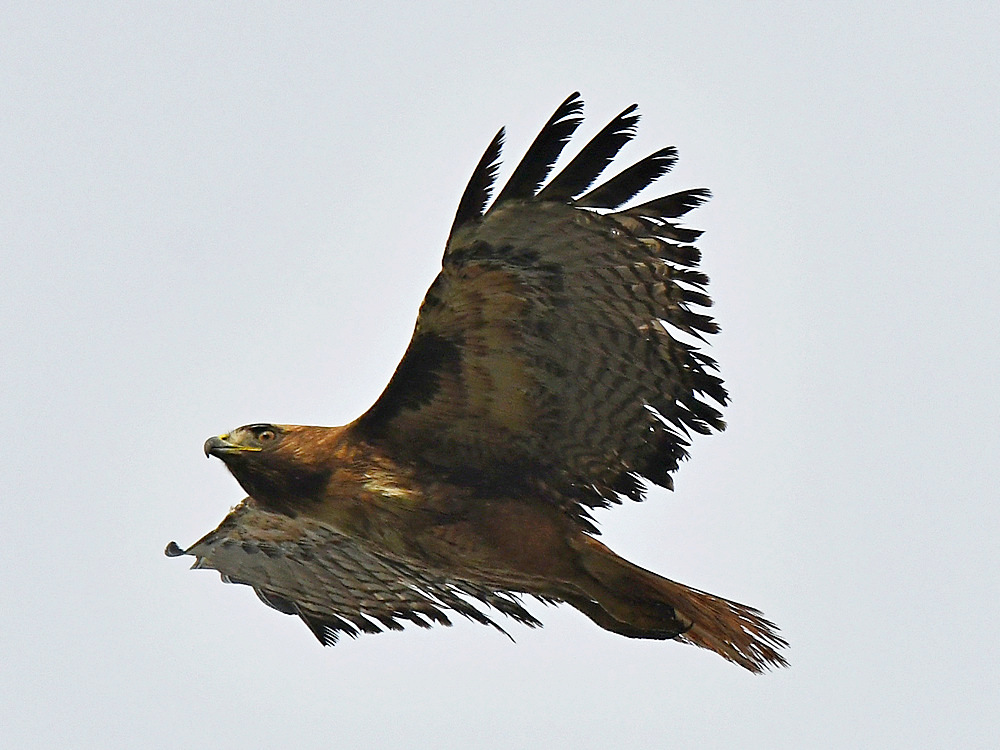 Hawk3.jpg
