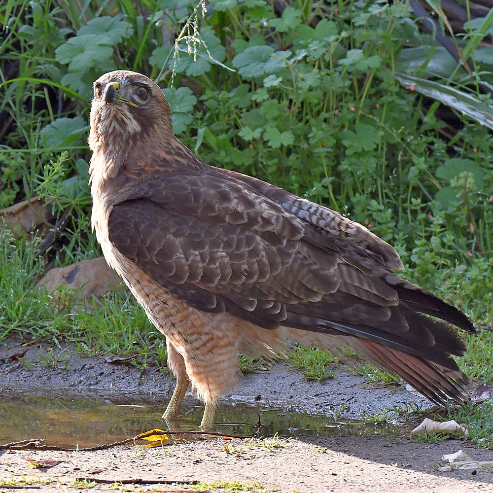 Hawk3.jpg