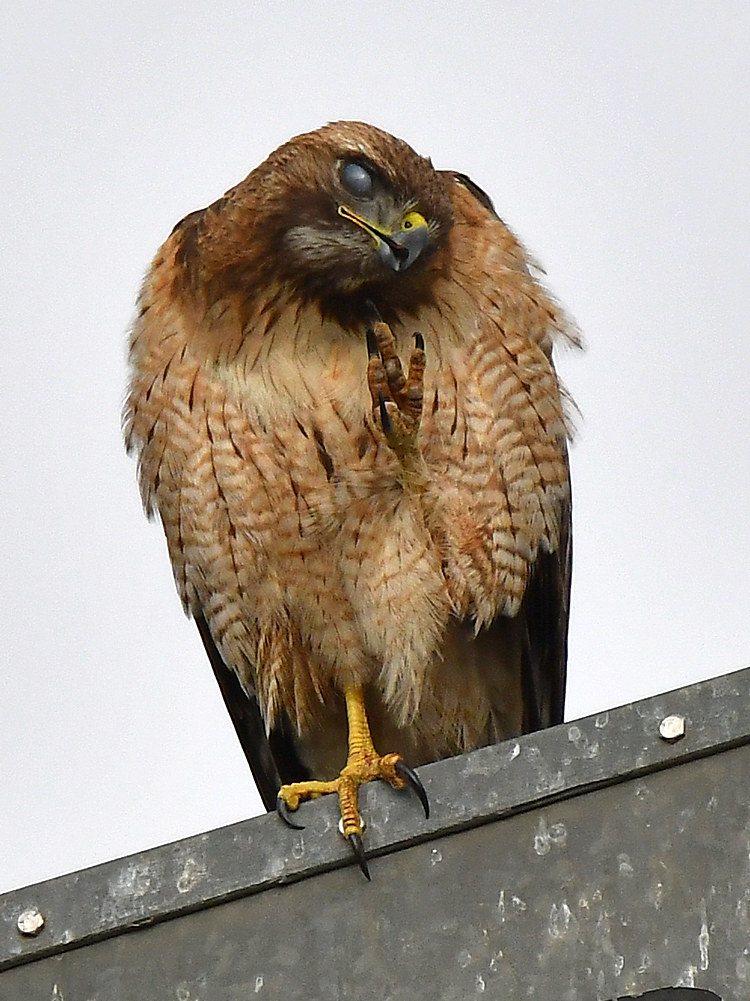 Hawk3.jpg