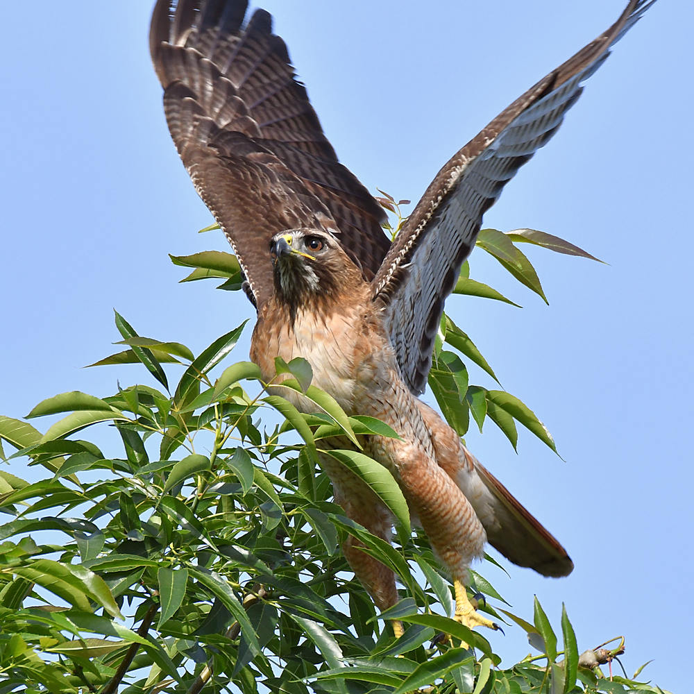 Hawk3.jpg