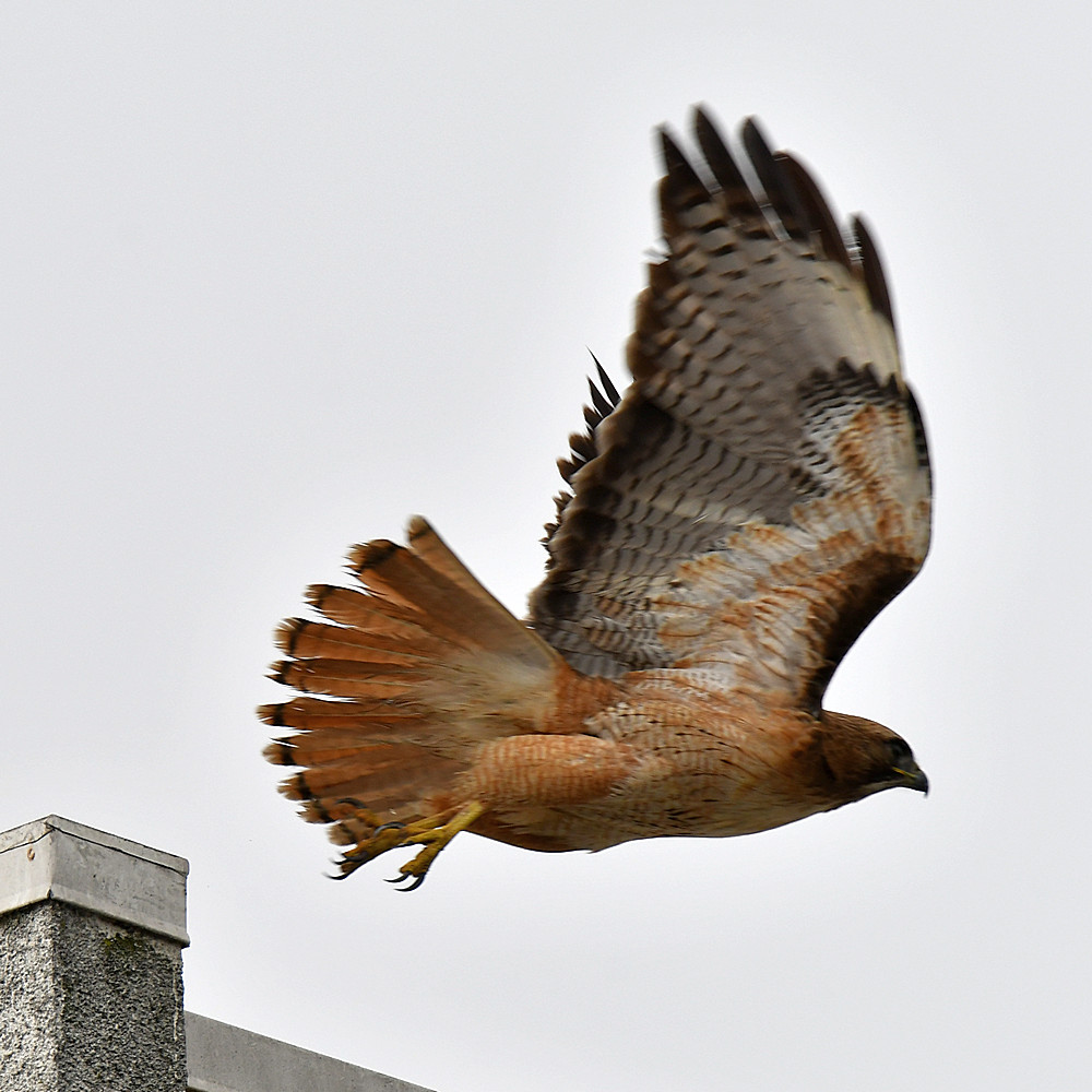 Hawk3.jpg