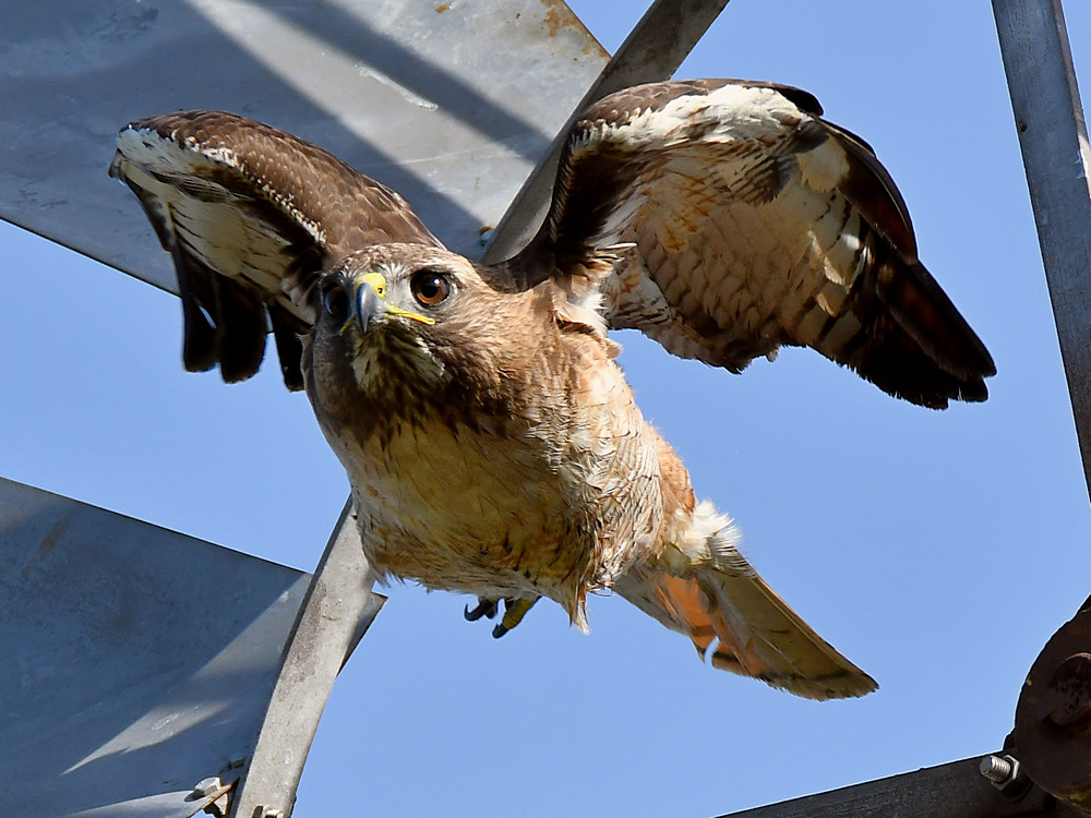 Hawk3.jpg