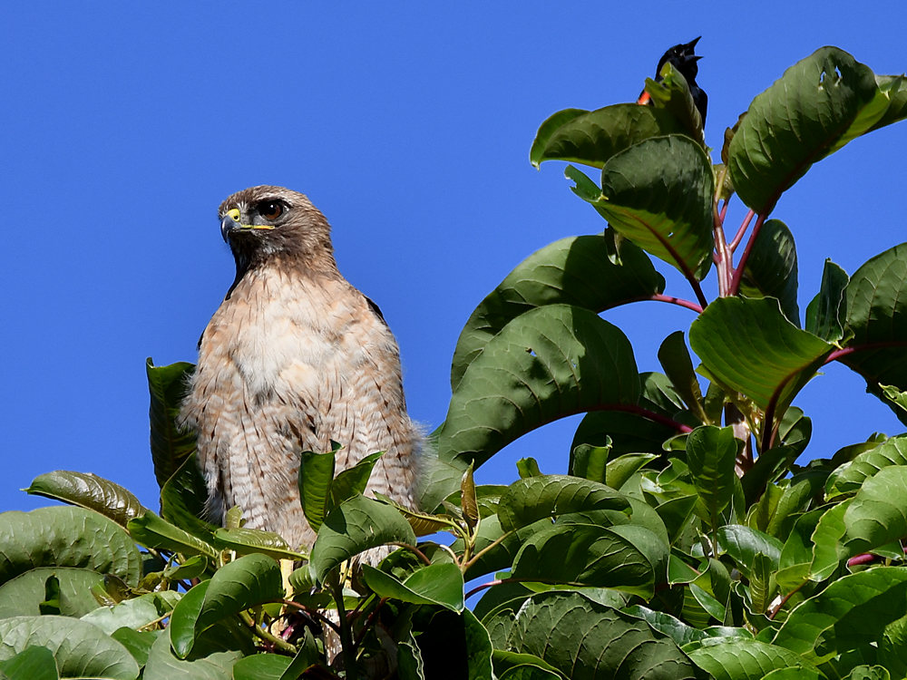 Hawk3.jpg