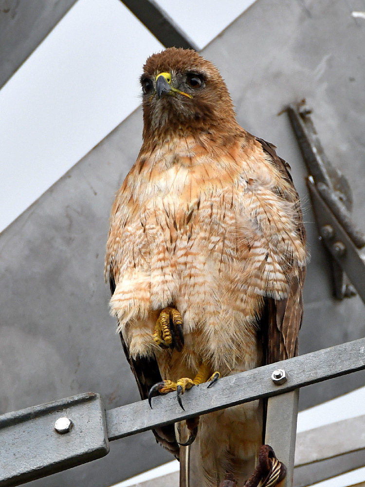 Hawk3.jpg
