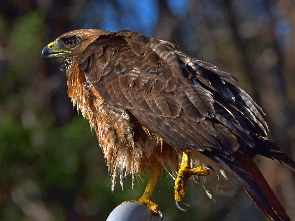 Hawk3.jpg