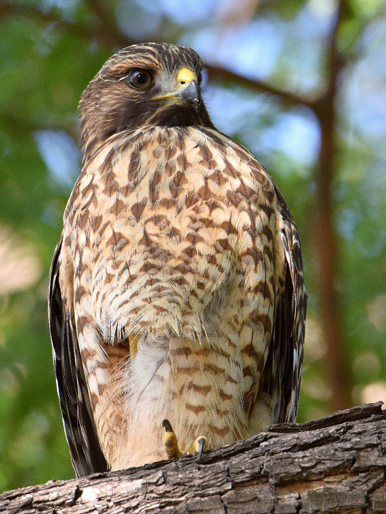 Hawk3.jpg