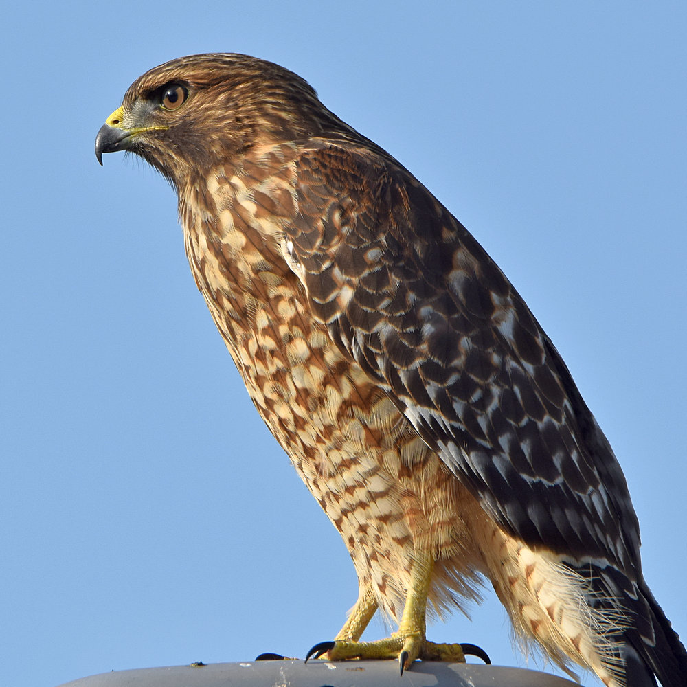 Hawk3.jpg